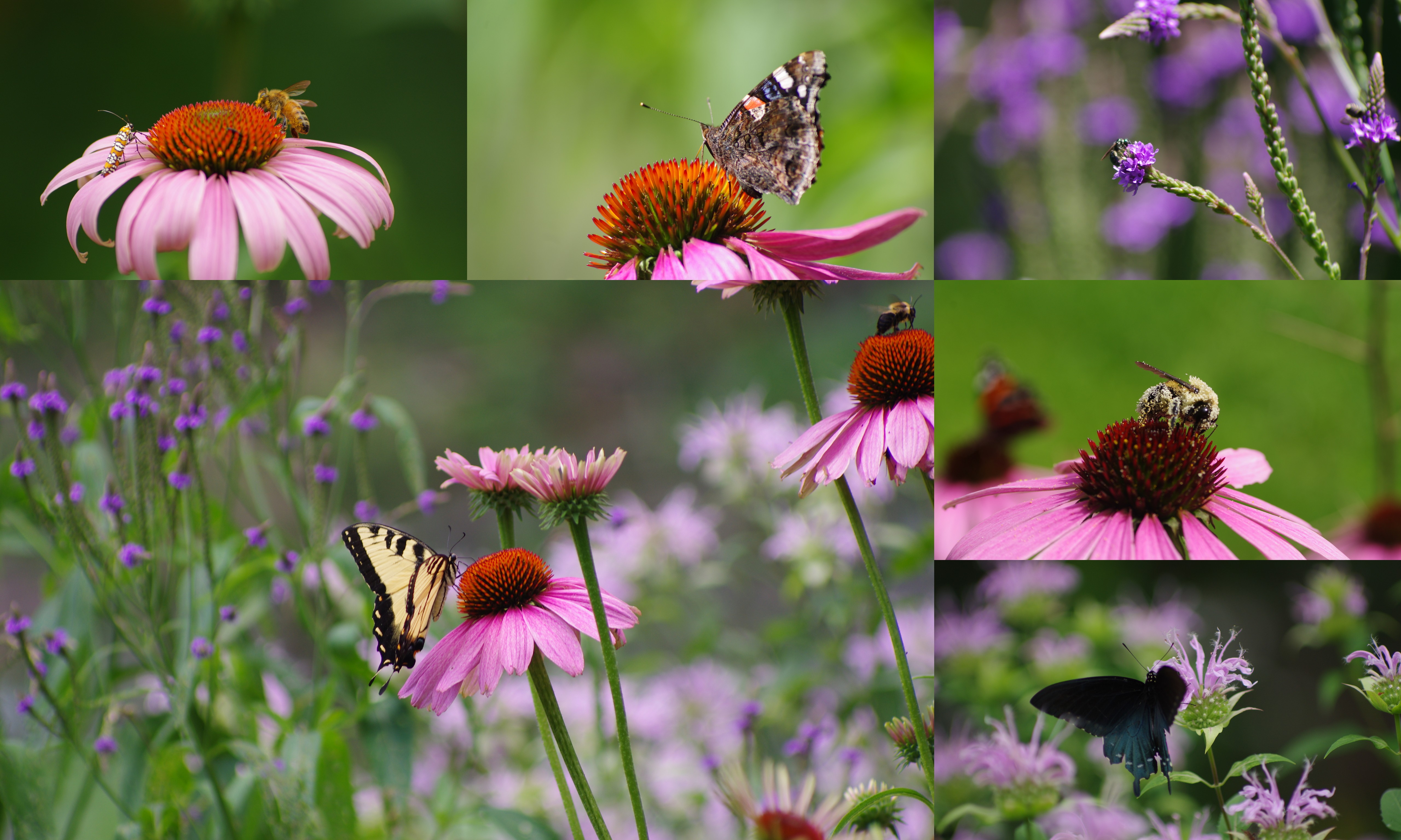 landscaping-with-native-plants-of-indiana-arbuckle-sons-landscaping